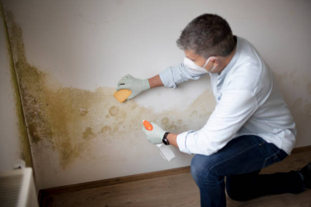 Best Asbestos and Lead Testing During Mold Inspection  in Ina, IL