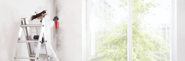 Best Mold-Related Health Consultation  in Ina, IL